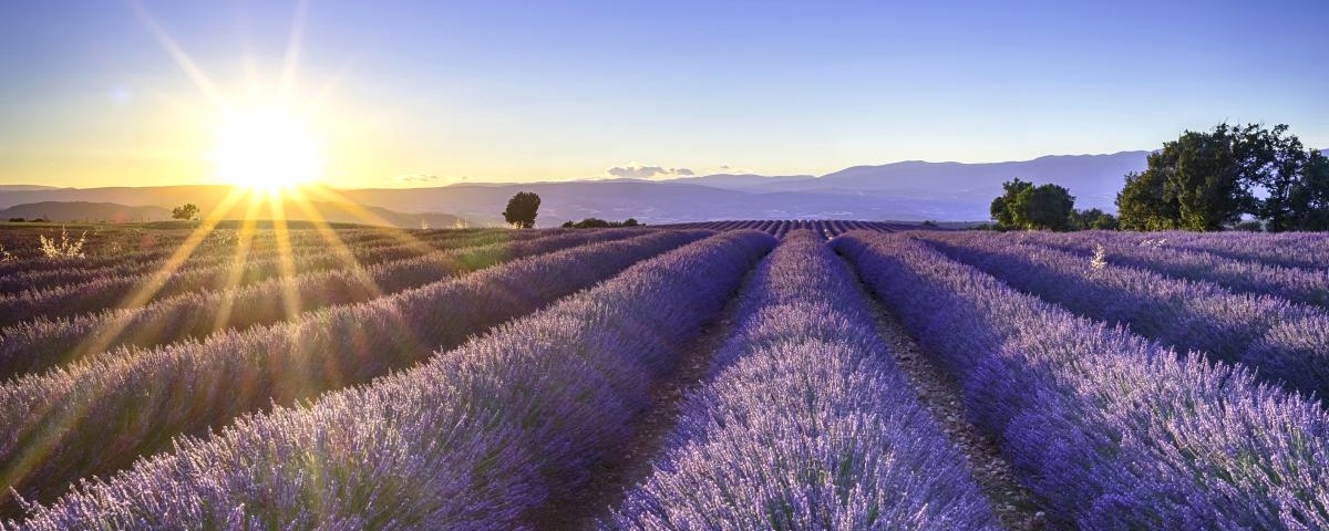 France / Provence: Sunset over Lavender Field